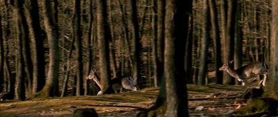 The land provided everything
they needed to survive. - Deep Woods