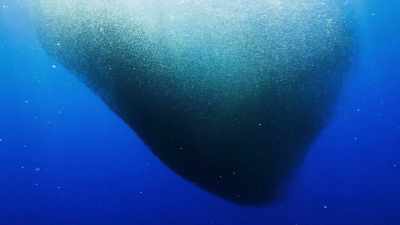 The lanternfish may return
to the deep at any moment. - Blue Planet II