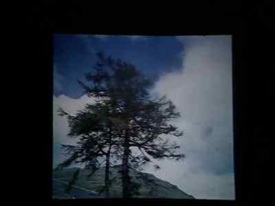 The larch. - Monty Python's Flying Circus