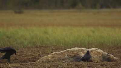The large brown bear
comes to stake a claim. - Wild Nordic