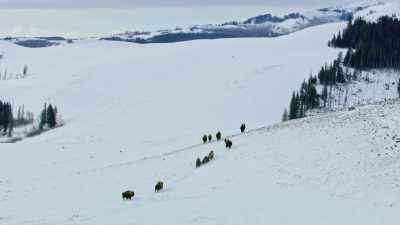 The large herds that
graze the valleys - Yellowstone: One-Fifty