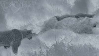 The larger female is now
no longer actively feeding... - Frozen Planet II