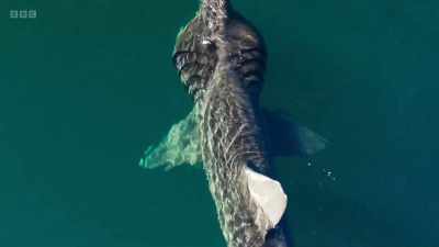 The largest fish in our waters is
as long as a double-decker bus. - Wild Isles