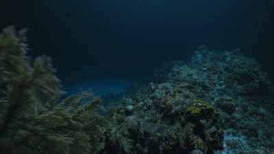 The largest mass migration on Earth occurs
in almost total darkness - Prehistoric Planet