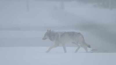 The largest pack of wolves
in yellowstone... - Epic Yellowstone