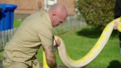 The largest snakes in the world - Britain's Tiger Kings - On the Trail with Ross Kemp