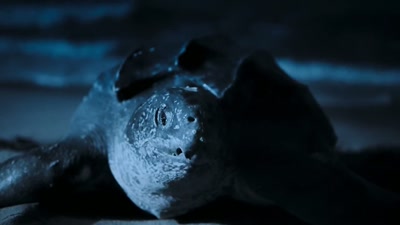 'The largest turtles in the world, - A Year on Planet Earth
