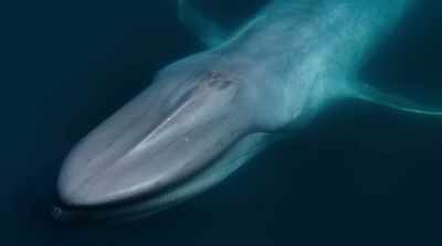 The largest whales, the blues, - David Attenborough: A Life on Our Planet