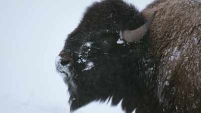 The last free-roaming herd - Epic Yellowstone