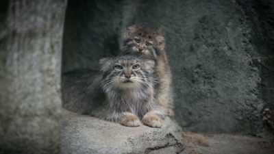 The last time we did ai on manda
it was in fact successful, - Secrets of the Zoo