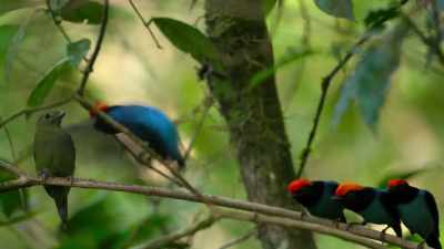 The lead male performs the final move. - Our Planet