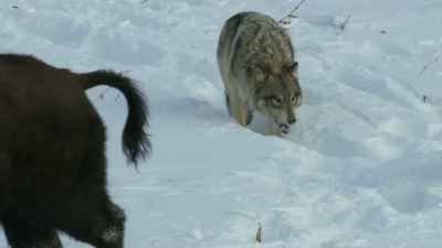 The leading wolves wait - Frozen Planet II