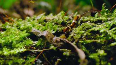 The leafy gloom is home to a hunter, - Our Great National Parks