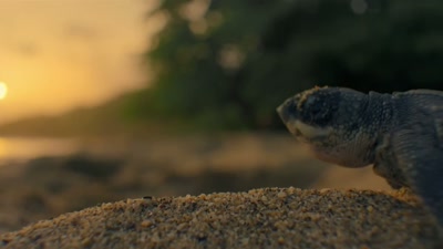 '..the leatherback eggs - A Year on Planet Earth