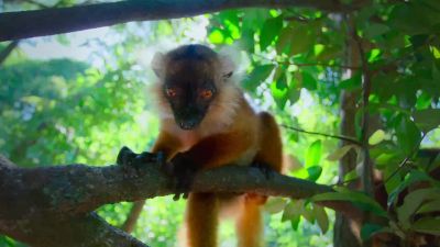 The lemurs have also discovered a rather strange side effect. - Tiny World