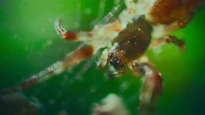 The lengths animals go
to to protect themselves - The Secret Lives of Animals