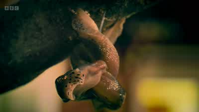 ..the leopard slug mating dance. - Wild London