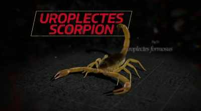 - The lesser thick-tailed
scorpion, uroplectes formosus. - Kings of Pain
