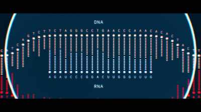 The letters in the RNA
allow Cas9 - Human Nature