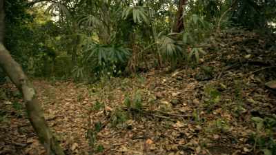 The LiDAR map
has led Marcello - Lost Treasures of the Maya