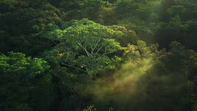 The lightweight wood
that enables it - The Green Planet