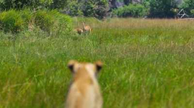 The lioness
has been struggling to make a kill. - Surviving Paradise: A Family Tale