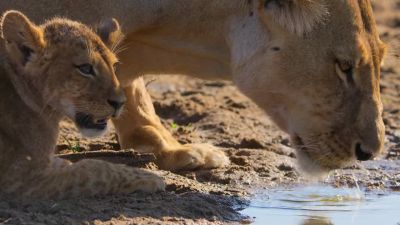 The lions are already here at this water hole. - Our Planet