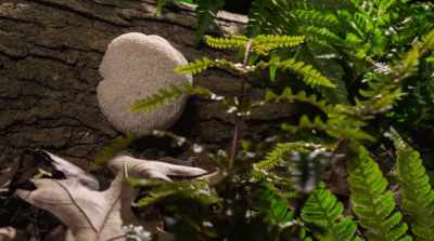 The Lion's Mane mushroom - Fantastic Fungi