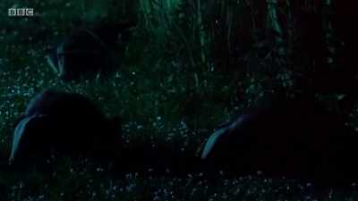 The little one gives it another go. - Wales: Land of the Wild