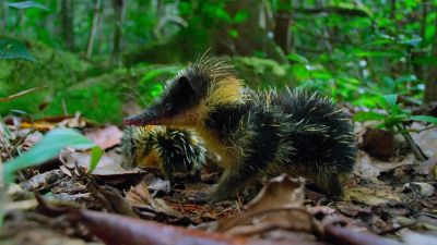 The little pup instinctively knows to hide. - Tiny World