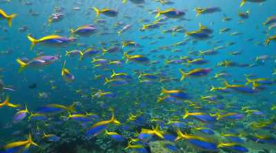 The living world is a unique
and spectacular marvel. - David Attenborough: A Life on Our Planet