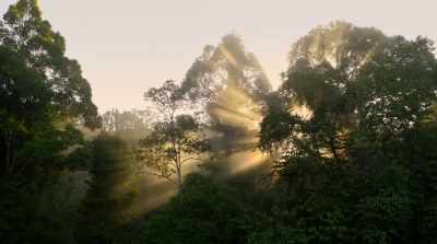 The living world
is essentially solar-powered. - David Attenborough: A Life on Our Planet