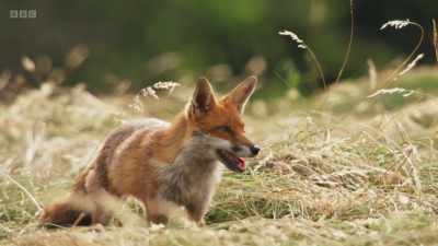 The local foxes
here in Gloucestershire - Wild Isles
