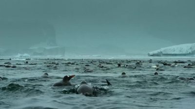The longer they dive, - Our Planet