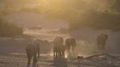 The longer they walk, the
more dehydrated they become. - The Secret Lives of Animals