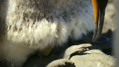 'The longest parenthood of any bird. - A Year on Planet Earth