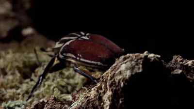 The loser retreats. - Micro Monsters with David Attenborough