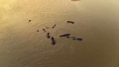 The Luangwa RiverÂ is home - Wild Babies