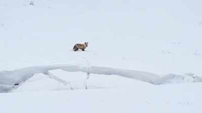 The lucky fox
can continue his quest. - Epic Yellowstone