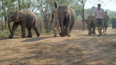 The lucky ones get taken - In the Footsteps of Elephant