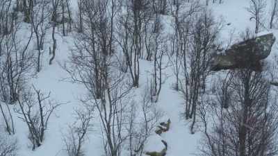 The lynx's coat is now thicker
and turning whiter, - Wild Nordic