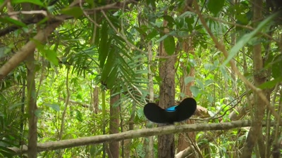 'The magnificent riflebird - A Year on Planet Earth