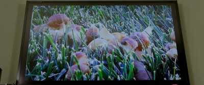 The majority of land snails - Art of the Dead