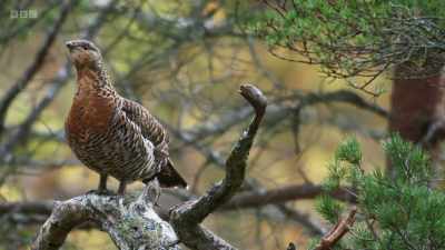 The male, or cock, will perform like
this - Wild Isles