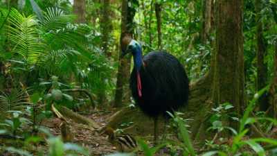 The male will guide and protect his chicks
for another eight months - Seven Worlds, One Planet
