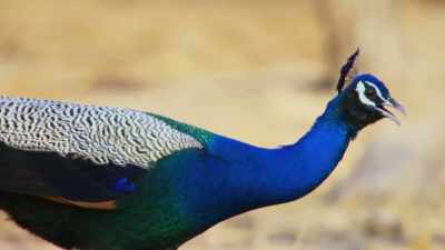 The males are literally weighed down
by their feathers. - Attenborough's Life in Colour
