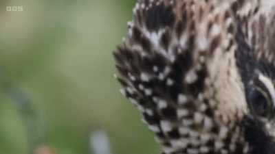 The males are mousy-brown - Wild Isles