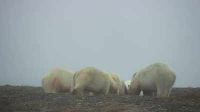 The males are twice her size. - Frozen Planet II