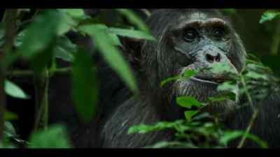 The males can be aggressive around meat, - Chimp Empire