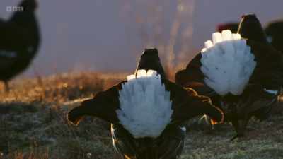 The males come here at dawn
to display competitively - Wild Isles
